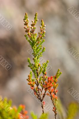 Branch of a heather