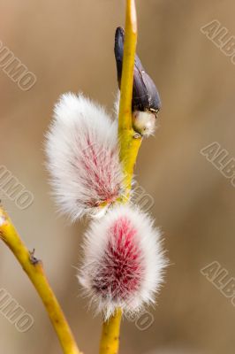 pussy-willow