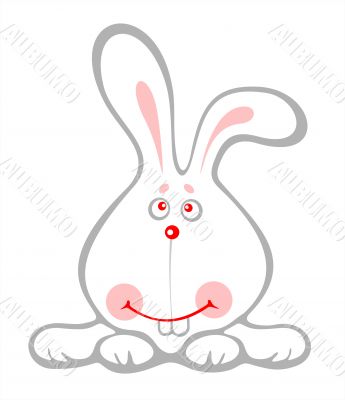 amusing bunny