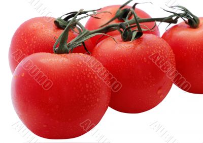 Tomato