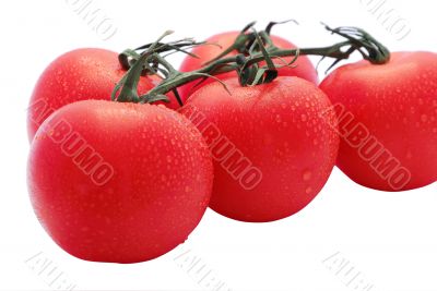 Tomato