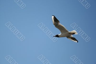 gull in the blue sky