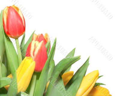 Tulips