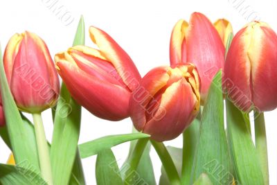 Tulips