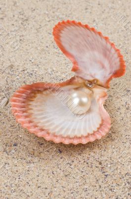 Pearl in shell