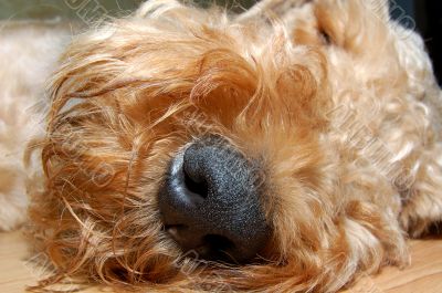 fluffy nose