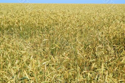 wheaten field