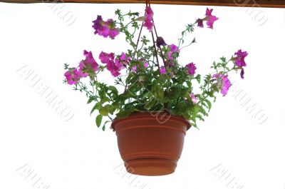 purple flowers