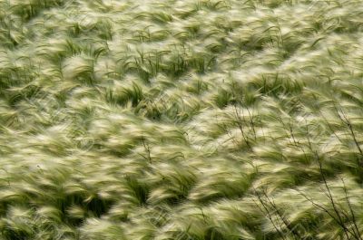green field