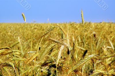 wheaten field