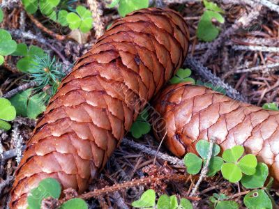 fir cones