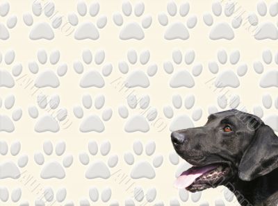 Dog and tracks