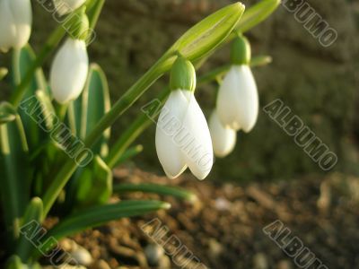 delicate snowdrops closeup