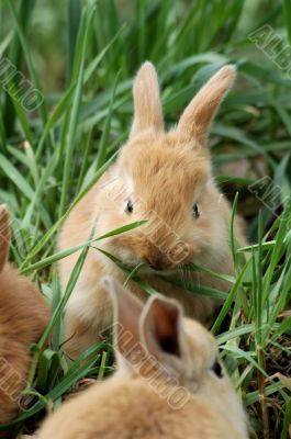 bunny meal