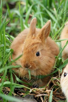 small red rabbit sit at the grass and has breakfast