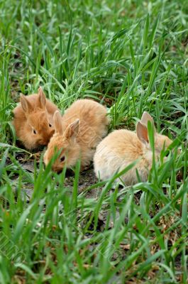 three rabbits landing on grass