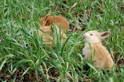 three small red rabbit eating on green meadow