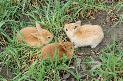 three small red rabbits have journey on green grass