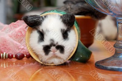 rabbit in cup on the table