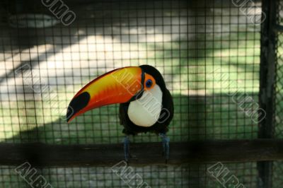 toucan