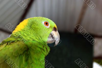 green parrot