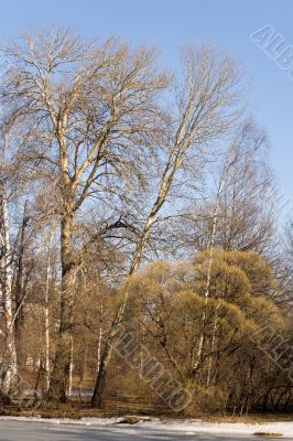 The coming of the spring