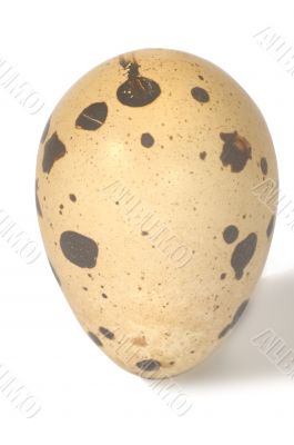 egg quail