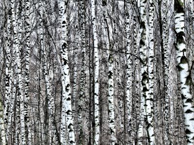 Birch forest