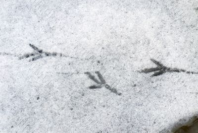 Bird tracks