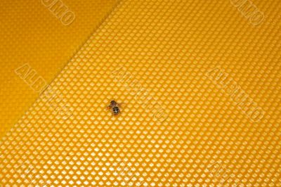 bee sitting on wax sheet