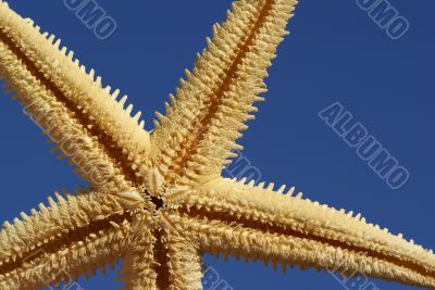 close up of starfish