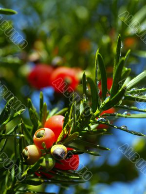 yew tree