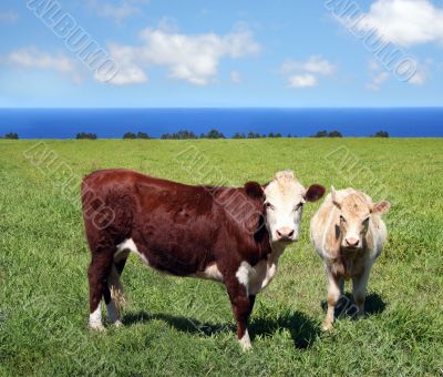 Cows on green grass