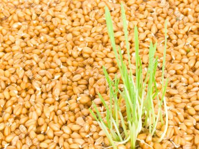 grains sprouts