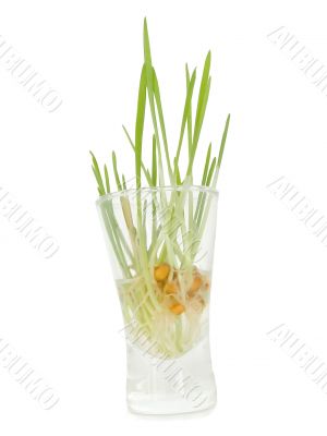 grains sprouts in a glass
