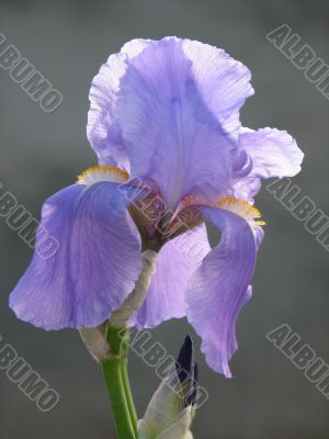 flower of iris