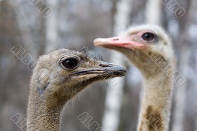 Pretty ostriches
