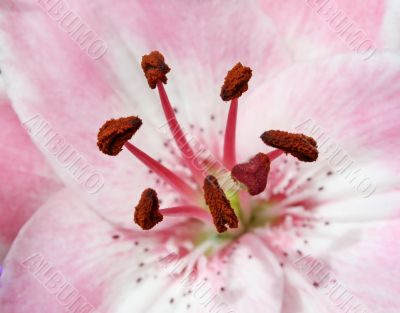 Pink Lily 2