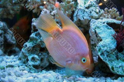 Golden fishes in aquarium