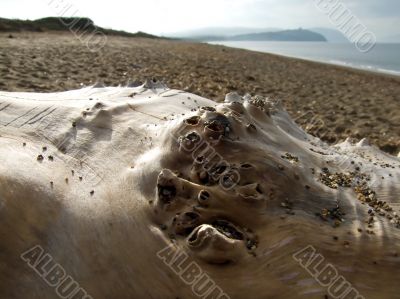 Trunk on the beach