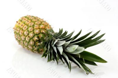 Tropical