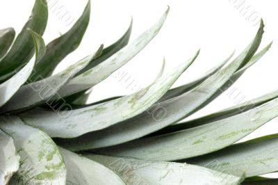 Pineapple leafs