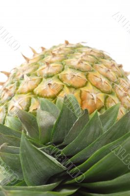 Close up of a pineapple