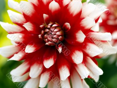 Dahlia