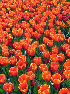 Tulips