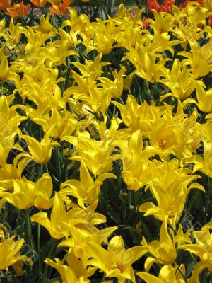 Tulips