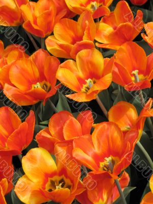 Tulips