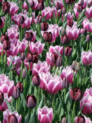 Tulips