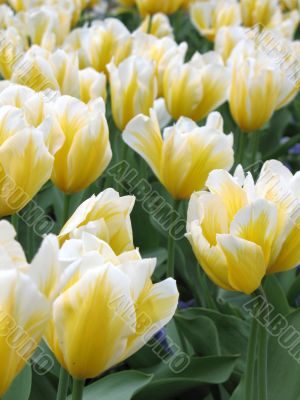 Tulips