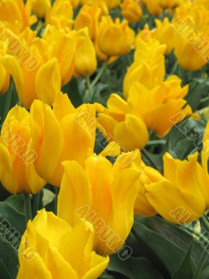 Tulips